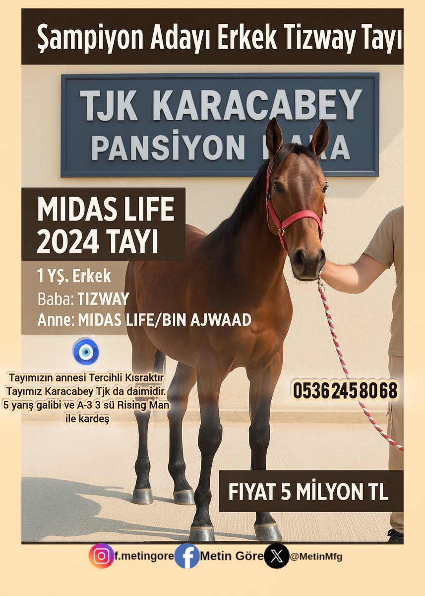 MetinMfg's tweet image. Harika eşkalli #Tizway Tayımızın annesi #MidasLife #TercihliKısrak tır,Tayımız Karacabey Tjk da daimidir. #VarmıTalip 5 yarış galibi ve A-3 üçüncüsü #RisingMan ile kardeş @varmitalip @cantinazhakan @galatasaray1980 @Callmewinner @canahrasoglu
@Odinhan2 @GenceroSair @AtcilikKtp