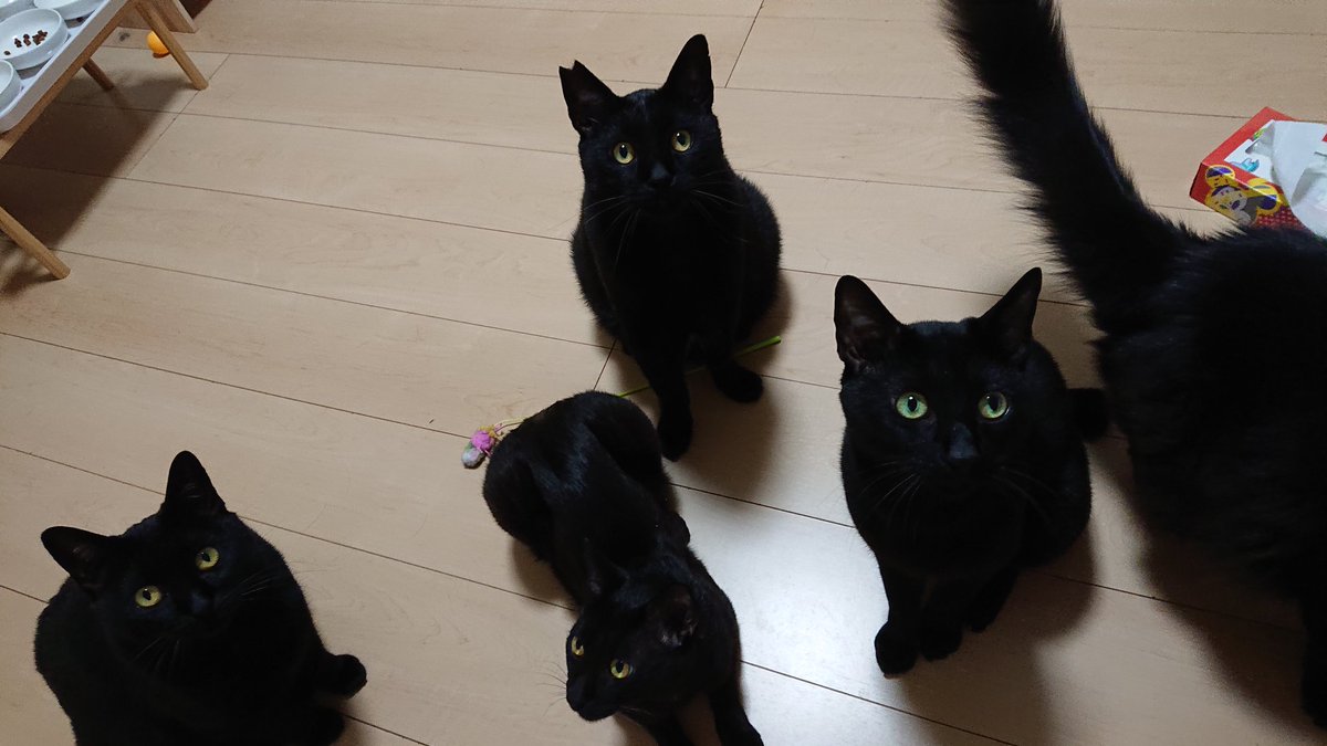 arca20220921's tweet image. 留守番頼む
