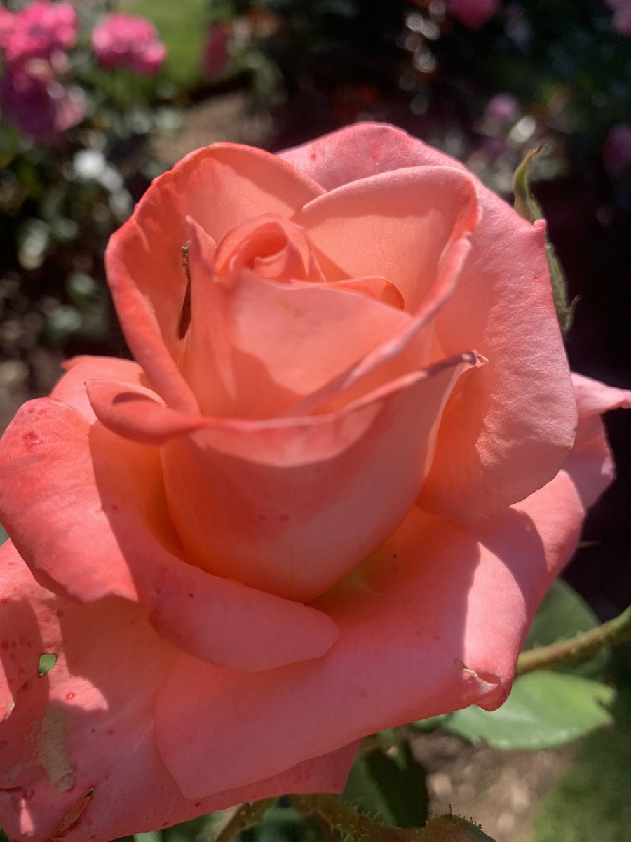 Happy Thursday friends 🌹