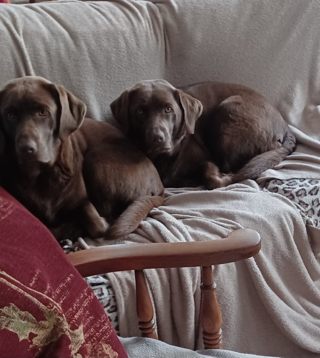 Veritas_helper's tweet image. Just went to check on the dogs as it was quiet & they've taken themselves off to bed.
It's only 9 o'clock. I love these dogs, but they are soooooo lazy.