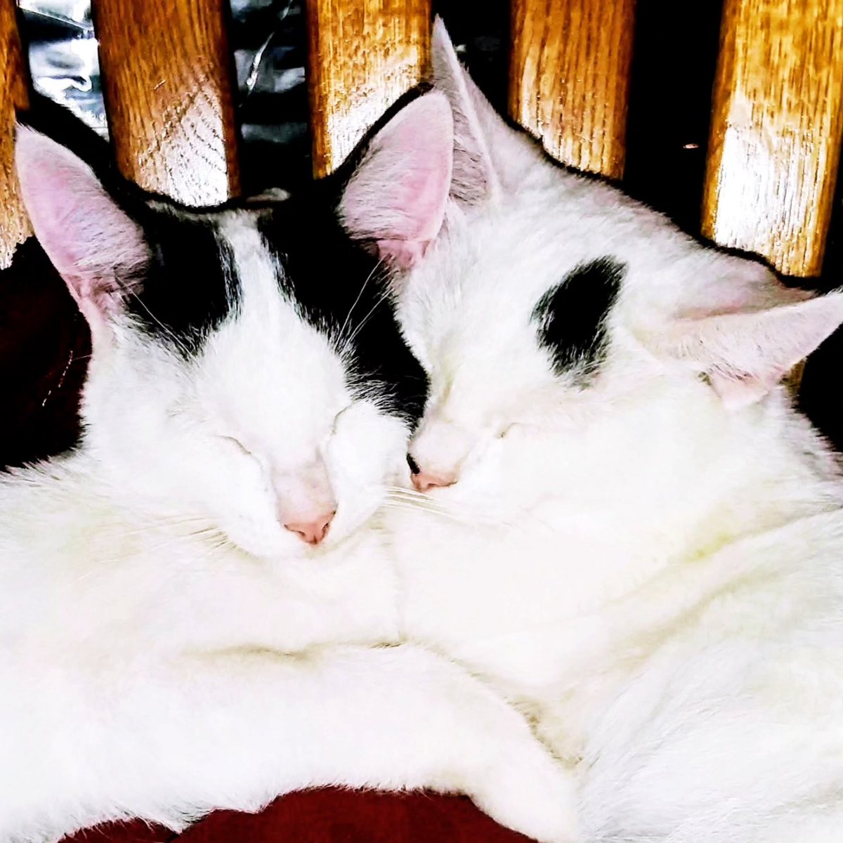 Once upon a time, Rooby and Maxx were cuddley kittens

As kittens, they were as close as could be, sleeping on top of each other and in my lap 🥹 Lately, they don't really cuddle, but they sleep near each other.  I really hope someday to see them cuddle again 🥰 
Mom

 #CatsOnX