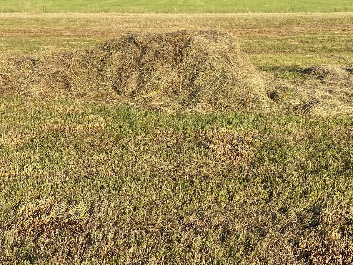 boerinhendrika's tweet image. Met het maaisel vd #plasdras kunnen we niks: allemaal pitrus en andere waterminnende onkruiden. Dat gaat dan ook naar de mesthoop➡️organische mest➡️ kringloop. Ik hou vh #weidevogelseizoen /4

#weidevogels #weidevogelbeheer
#boerennatuur
#gangbare_landbouw🍀