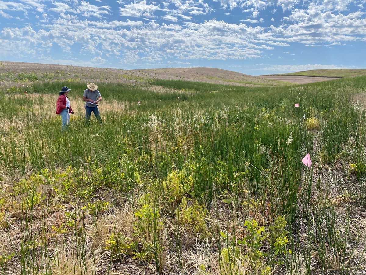 That's a wrap! We collected our last smooth scouringrush stem counts from a six-year field study conducted near Edwall and Steptoe, WA in the intermediate rainfall zone. Thanks to our farmer cooperators, Justin and Jennifer Camp, and Mark Hall, for hosting us for six years!!