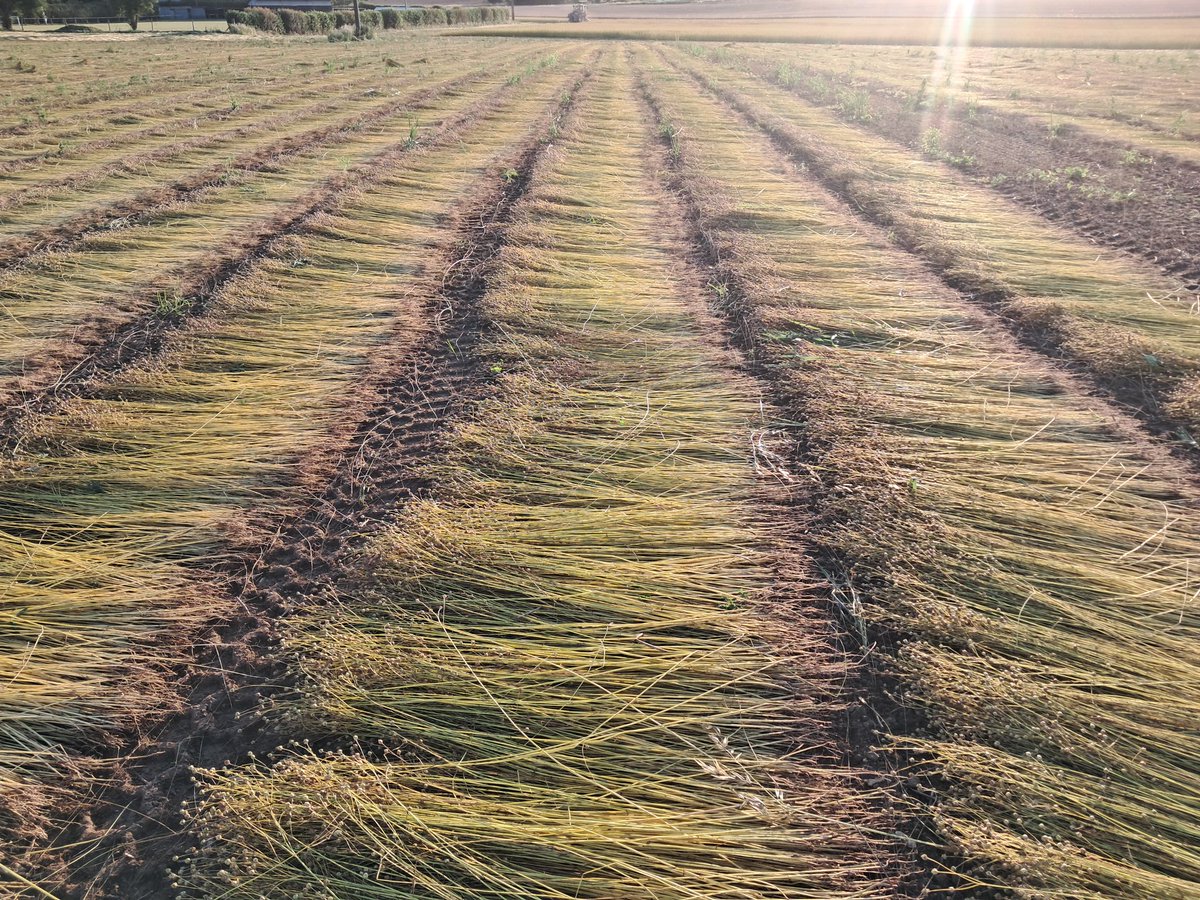 agritof80's tweet photo. Arrachage du lin textile 
Posées bien alignées sur le sol, les tiges de lin vont démarrer la phase de rouissage = la degradation par la météo et les micro-organismes du sol de la cellulose qui entoure les fibres de lin afin de pouvoir les extraire.
#FrAgTw
#ILoveLinen https://t.co/wEs6Ou5vgL
