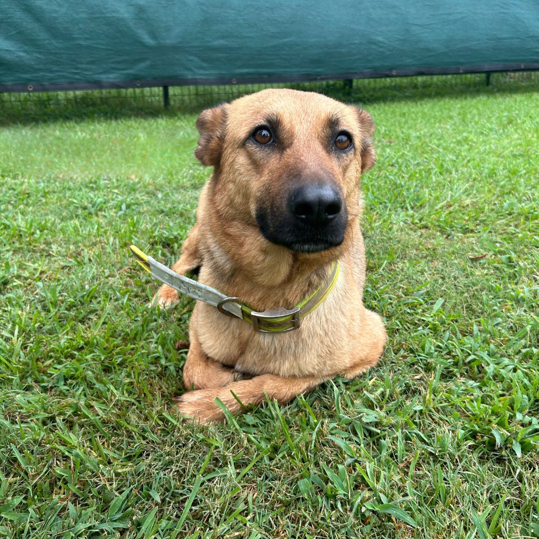 MissionK9's tweet image. They served. They sacrificed. And now… there's no room.
We are having to turn loyal, retired, working dogs away. Not because they aren’t deserving, but because we’re out of space.
💔 We’re at capacity.