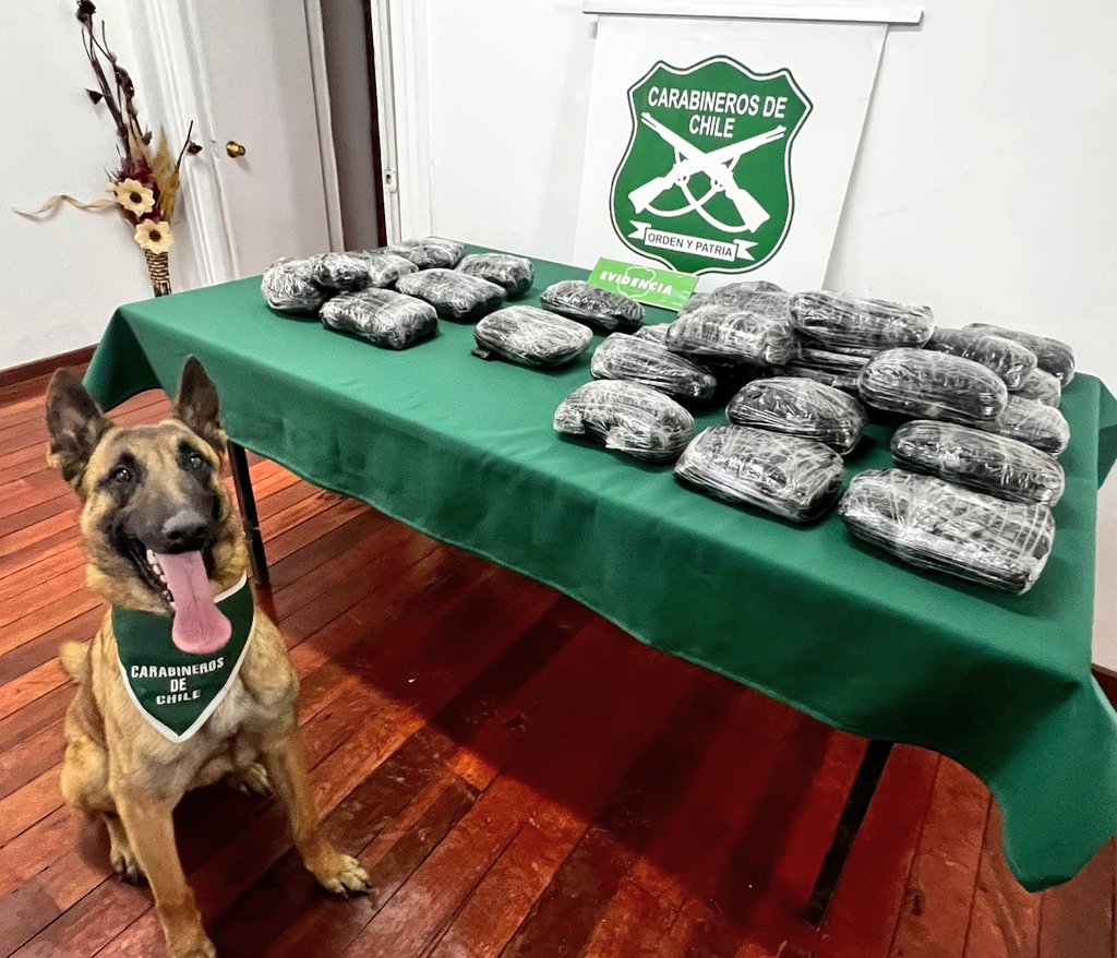 Casi 17 kilos de marihuana elaborada fueron interceptados por nuestros carabineros especializados #OS7 #Limarí durante un despliegue de fiscalización carretera. La droga, detectada con el apoyo de 🐕 Kairo, era transportada por un joven de 17 años en un 🚌 interurbano.