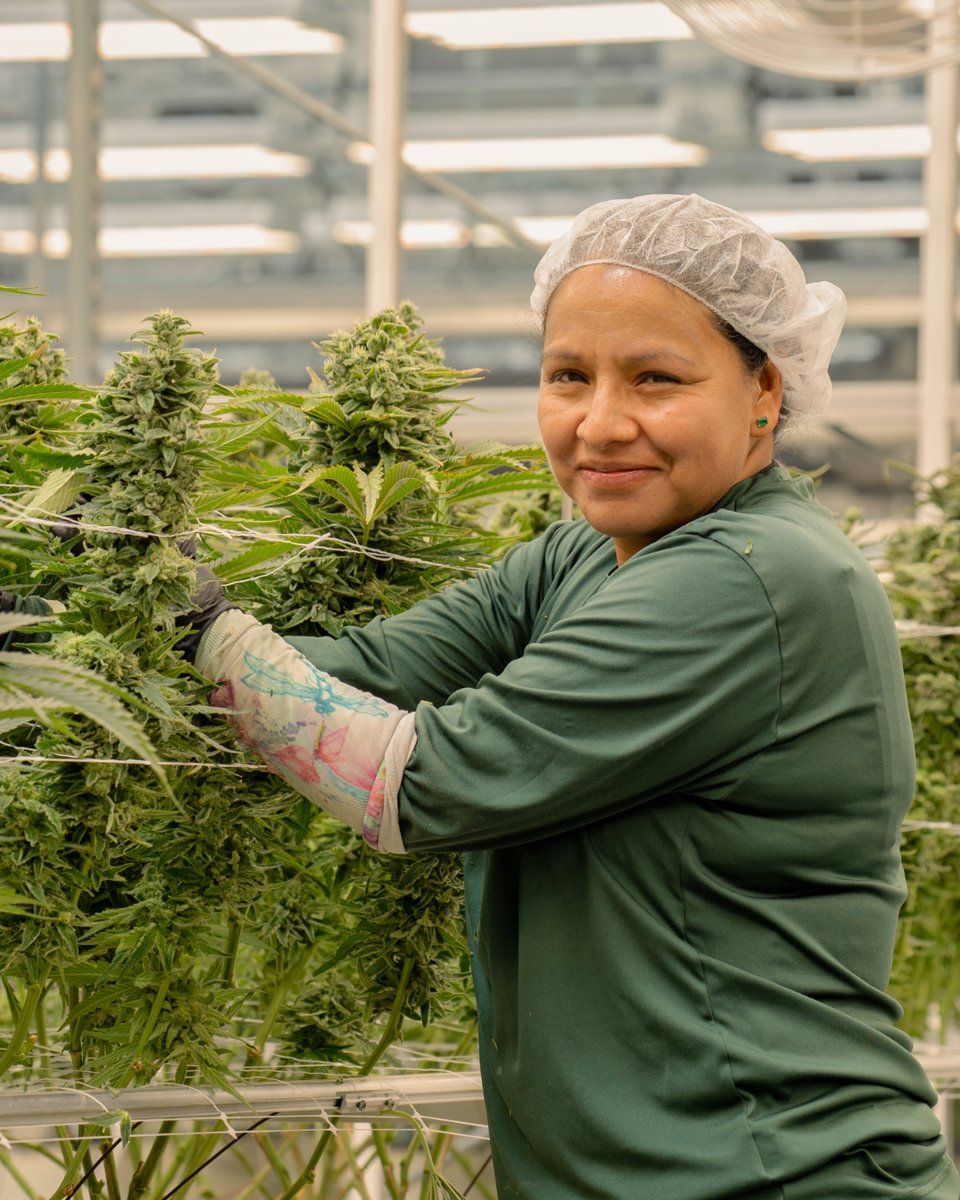 SunMed.Growers tweet media