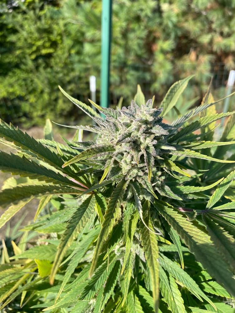 Love My Granddaddy Purple🪙 Saving code: CANAKUSH🪙 
 buff.ly/7Q44jg1