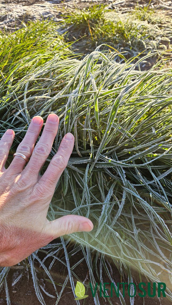 Estará duro el raigras? 😱
#yomonitoreo 🧐