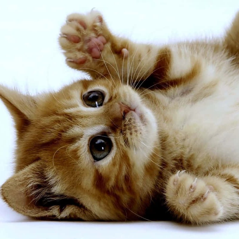 updatecultura's tweet photo. Pesquisa aponta que a preferência por gatos está crescendo nos lares brasileiros, superando pela primeira vez a preferência por cachorros. https://t.co/YNa2vtQYn3