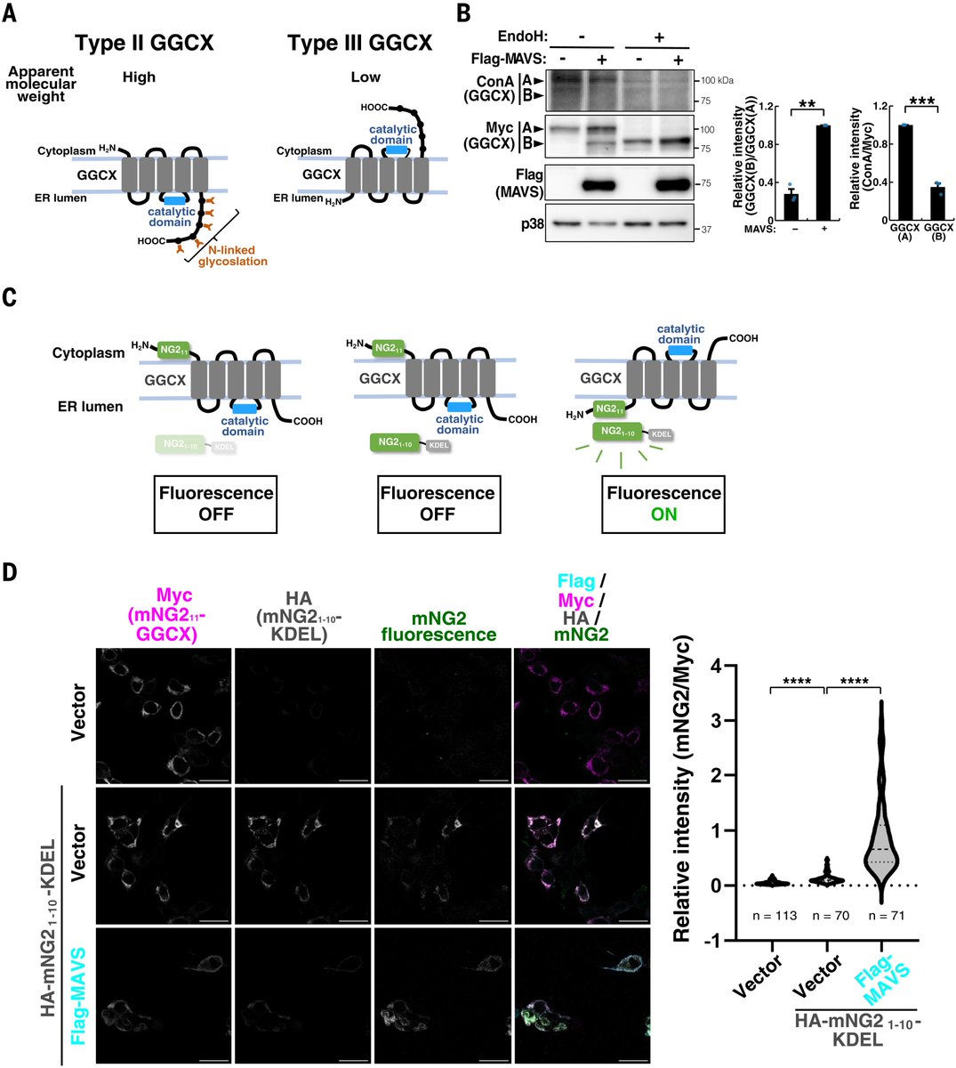 Waggoner Lab (@labwaggoner) on Twitter photo A MAVS regulatory mechanism—the existence of cytoplasmic protein carboxylation and topological inversion of GGCX—and demonstrated how modulating VK levels may influence antiviral defense <a href="/ScienceMagazine/">Science Magazine</a>
science.org/doi/10.1126/sc… A MAVS regulatory mechanism—the existence of cytoplasmic protein carboxylation and topological inversion of GGCX—and demonstrated how modulating VK levels may influence antiviral defense <a href="/ScienceMagazine/">Science Magazine</a>
science.org/doi/10.1126/sc…