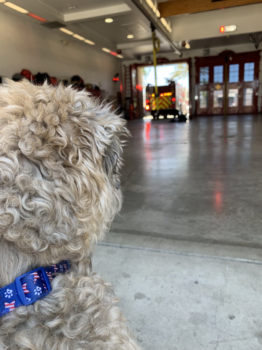 I think Gus would have been a fire apparatus engineer if he had opposable thumbs. 😁 #dogs