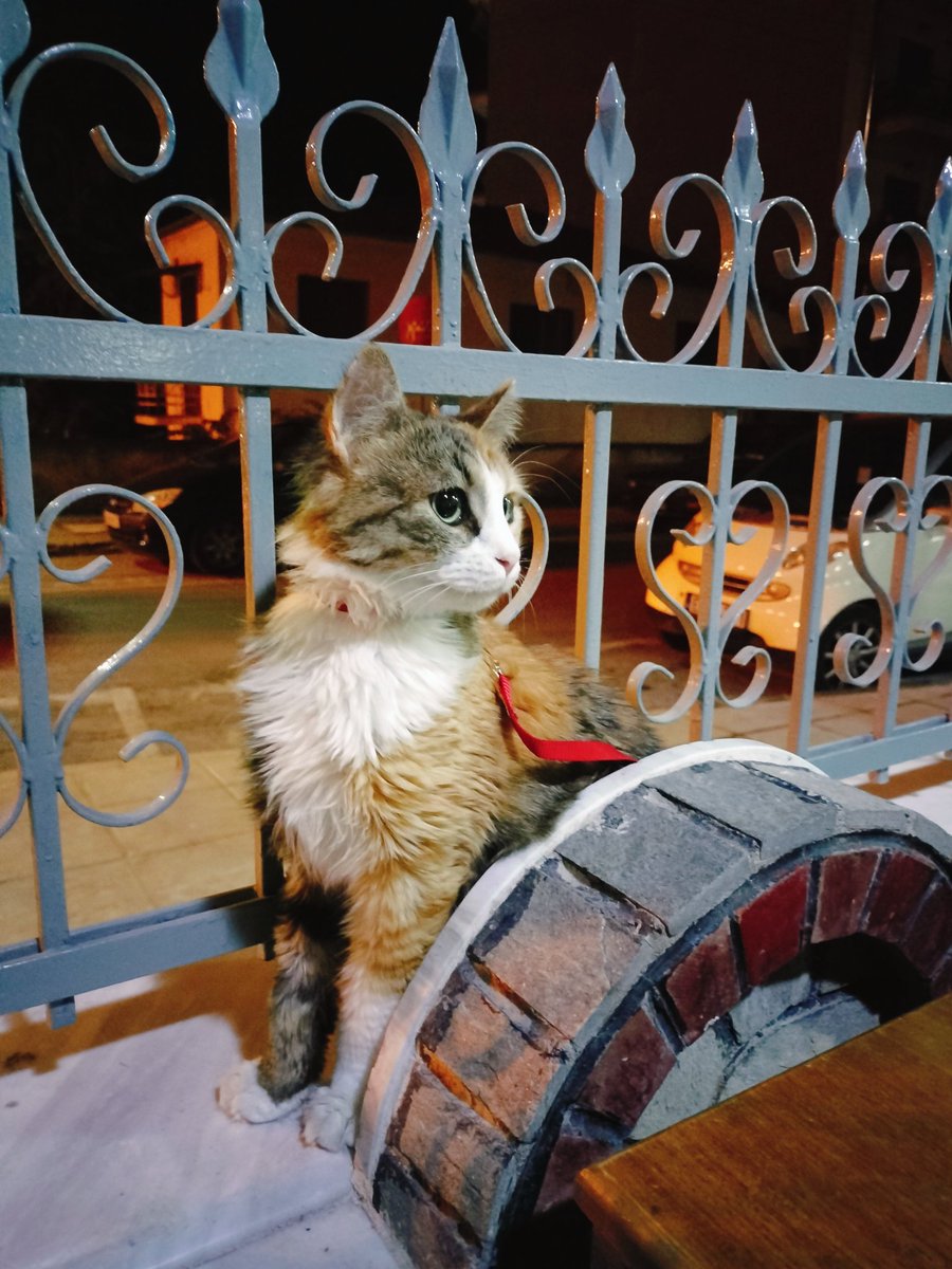 poly_ramp's tweet image. Η Μαλλιαρή. Που την σώσαμε και μας έσωσε. #challenge_κατοικιδιο