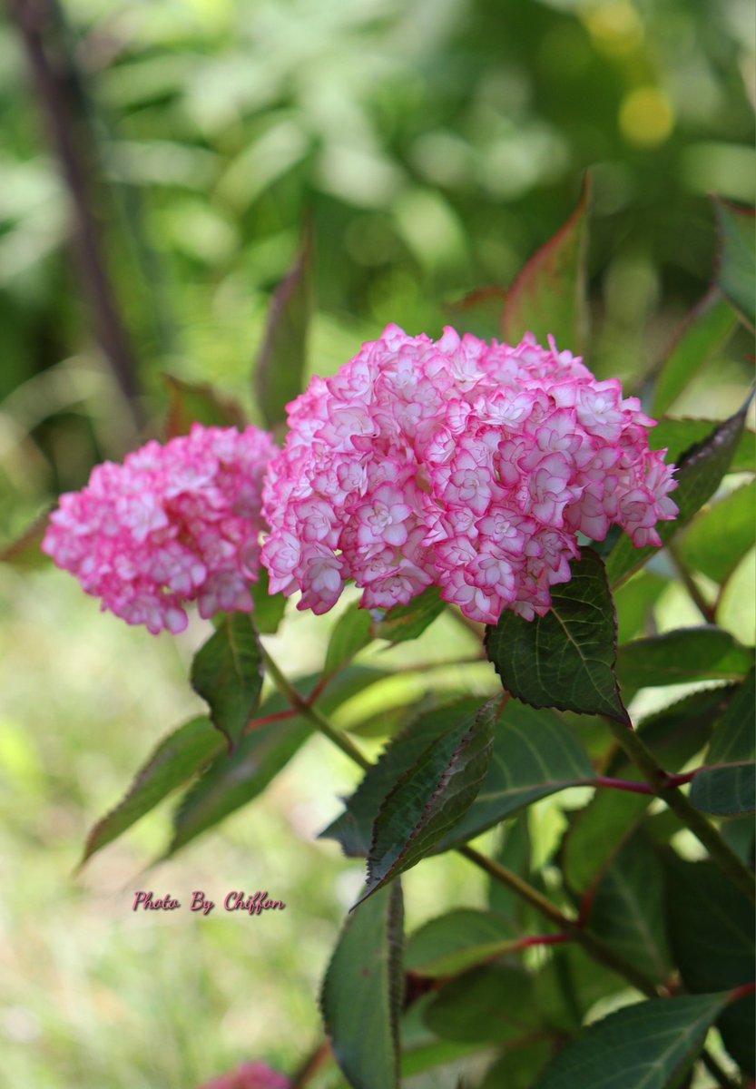 Chiffon_cake556's tweet image. おはようございます☀️

紫陽花  ❀ *🍃𓂃｢ひな祭り」🎎
ひな祭りの装飾花は、白ﾍﾞｰｽで縁が
ｶﾗﾌﾙに彩られ、星形で八重咲きです
　　　　　　𓂃花公園𓂃𖤣𖥧𖥣𖡡𖥧𖤣

素敵な週末になりますように…🍉
