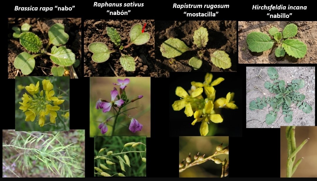 JonatanMauro1's tweet photo. #Taller de intercambio técnico #CeresTolvas
Identificació y diferenciación de #Cruciferas, importante a la hora identificar biotipos resistentes al momento de su control.
#Raigras y que herramientas técnicas usamos para su control!!!
@Syngenta_ar https://t.co/SQbYiQ8b4Y