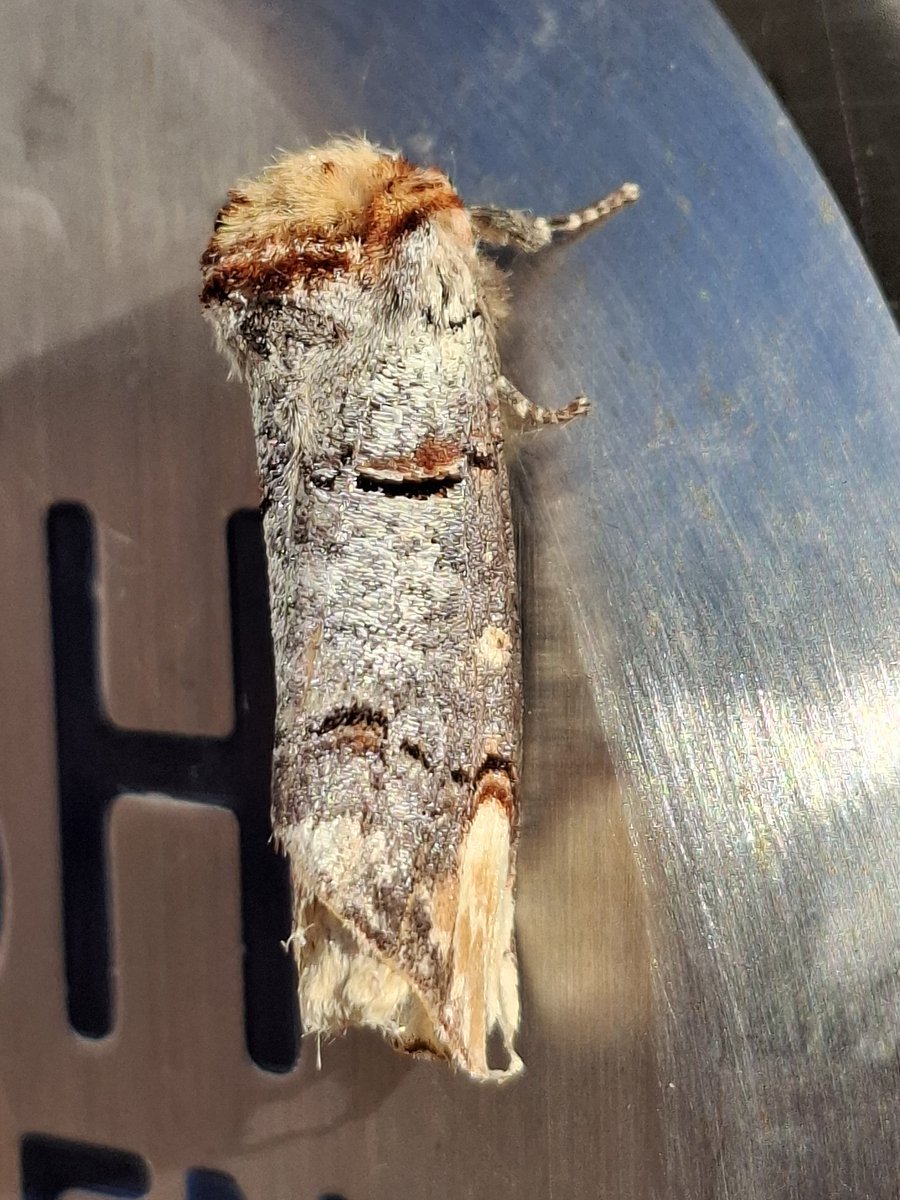 Lisa Wilde (@lisamwilde) on Twitter photo I was greeted by this interesting moth at work this morning. <a href="/savebutterflies/">Butterfly Conservation 🦋</a> #Shropshire I was greeted by this interesting moth at work this morning. <a href="/savebutterflies/">Butterfly Conservation 🦋</a> #Shropshire