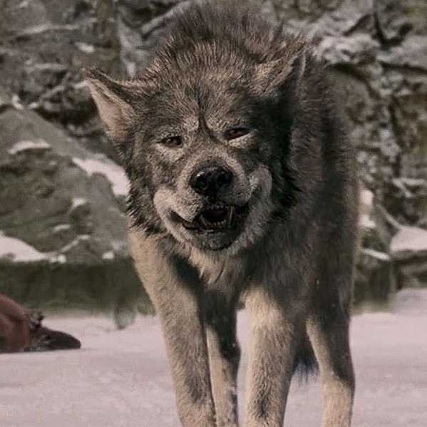 NarniaWeb's tweet image. Michael Madsen, who voiced Maugrim in The Chronicles of Narnia: The Lion, the Witch and the Wardrobe, has passed away at the age of 67.