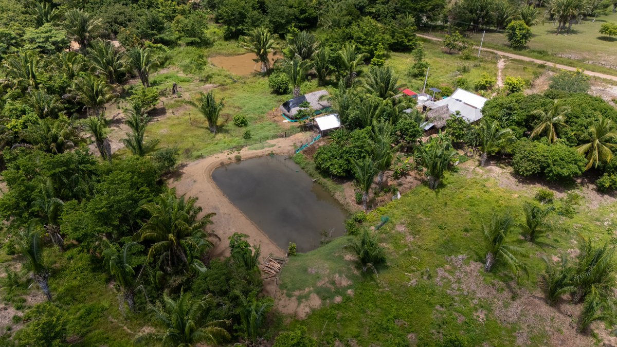 PnudColombia's tweet image. Los Sistemas de Cosecha de Agua Lluvia garantizan:

✅Acceso a agua en hogares sin conexión a microacueductos.
🐟Evita que las mujeres se desplacen por largas horas  para buscar agua en los Zapales.
🌳+oportunidades para mejores prácticas en cultivos y preservación de semillas.🧵