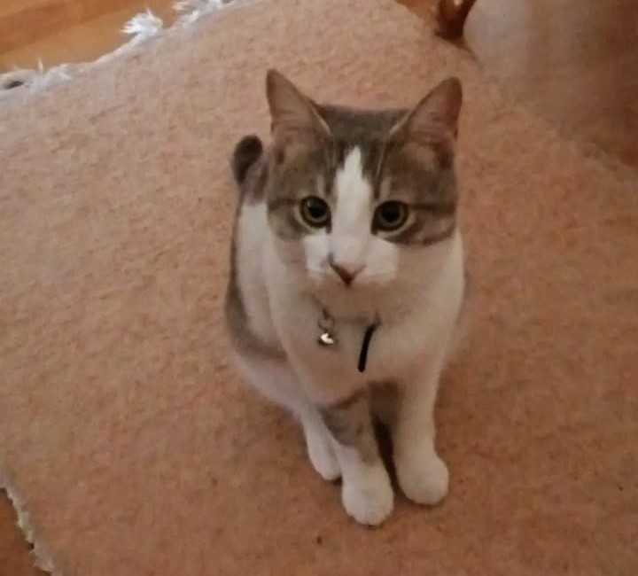 Moure60700433's tweet image. #challenge_κατοικιδιο