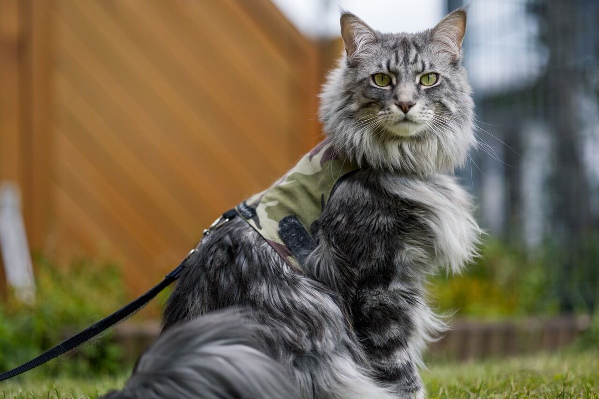 DaveRob84165748's tweet photo. 10 Smartest Cat Breeds

Cats are renowned not just for their grace and independence but also for their cognitive abilities. Some breeds stand out significantly in terms of intelligence, demonstrating advanced problem-solving skills, an exceptional capacity to learn commands and https://t.co/j41ap45vUm