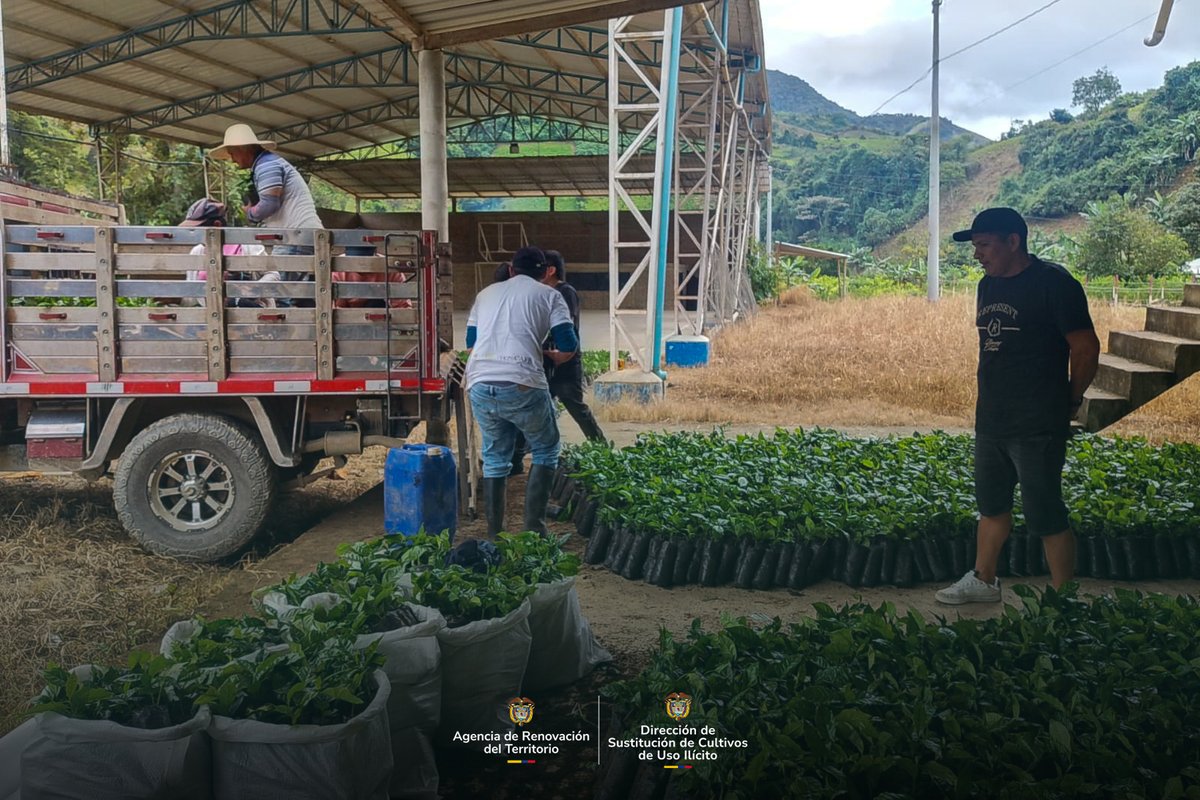 Argelia avanza. En la vereda La Belleza se entregaron insumos para café a familias con proyectos productivos dentro del programa #RenHacemos. #DSCI #EconomíasLícitas