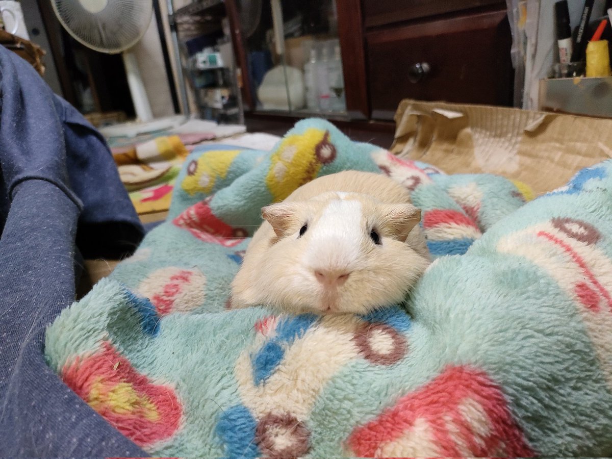 sumidagawa25739's tweet image. 洗濯するのでどいてくれませんか？
#モルモット　#guineapig　#饅頭