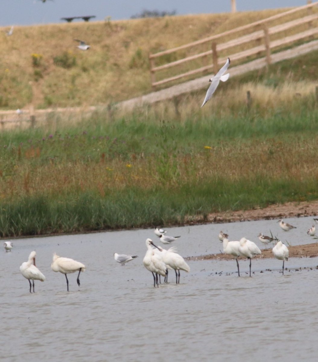 Gunner-B-Birding (@gbirding) on Twitter photo Nice selection of birds <a href="/RSPBFrampton/">RSPB Frampton Marsh 🌍</a> yesterday, alas the the Pectoral Sand decided to go elsewhere.
But always a great reserve to visit 😊 Nice selection of birds <a href="/RSPBFrampton/">RSPB Frampton Marsh 🌍</a> yesterday, alas the the Pectoral Sand decided to go elsewhere.
But always a great reserve to visit 😊