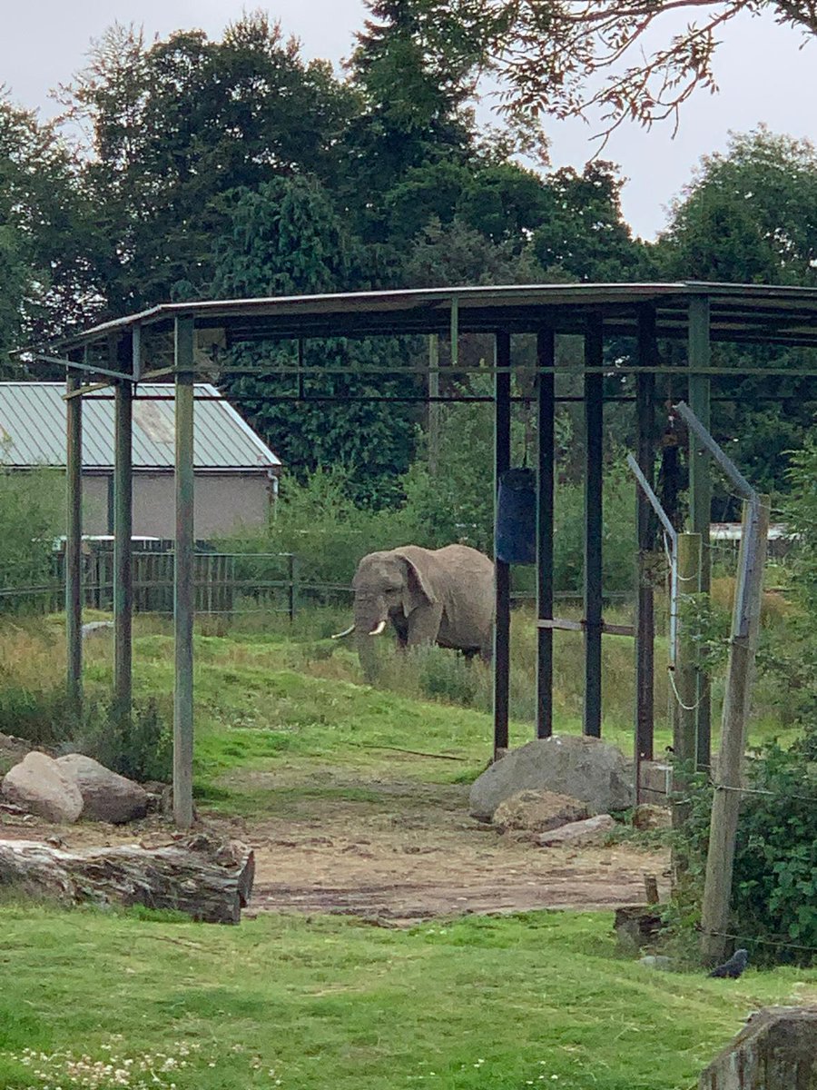 oldmachar's tweet image. 3. Blair Drummond Safari Park #OldmacharActivitiesWeek2025