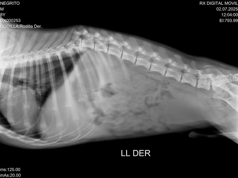 In honor of what July 4 used to mean in our now disintegrating country of past freedoms, #tailsofjoy just helped pay 4 spinal surgery for 5 mo old puppy hit by a car in Tijuana. Excellent Mexican vet will operate at a fraction of what the surgery would cost here. Viva Mexico!