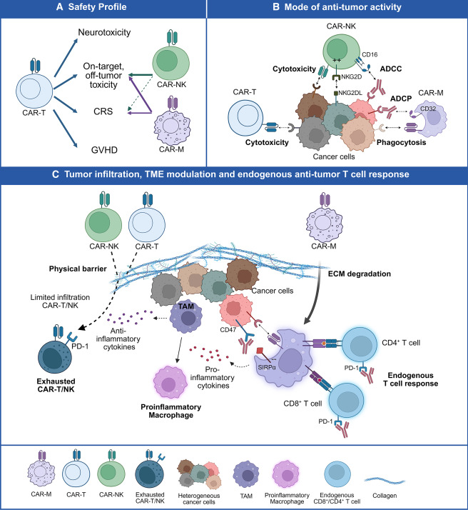 LabWaggoner's tweet photo. Commentary @Cancer_Cell 
Engineering myeloid cells for cancer immunotherapy
https://t.co/pwUYXalc8x https://t.co/DCAdE6epfN