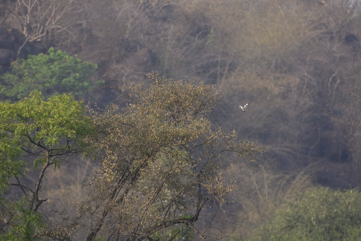 Pied Kingfisher (Ceryle rudis): कौरियला, अबलक किलकिल्ला
birds.rekabira.in/2017/12/birds-…
#BirdsSeenIn2025 #BirdsOfIndia #IndiAves #ThePhotoHour #Birding #Birds #Jabalpur