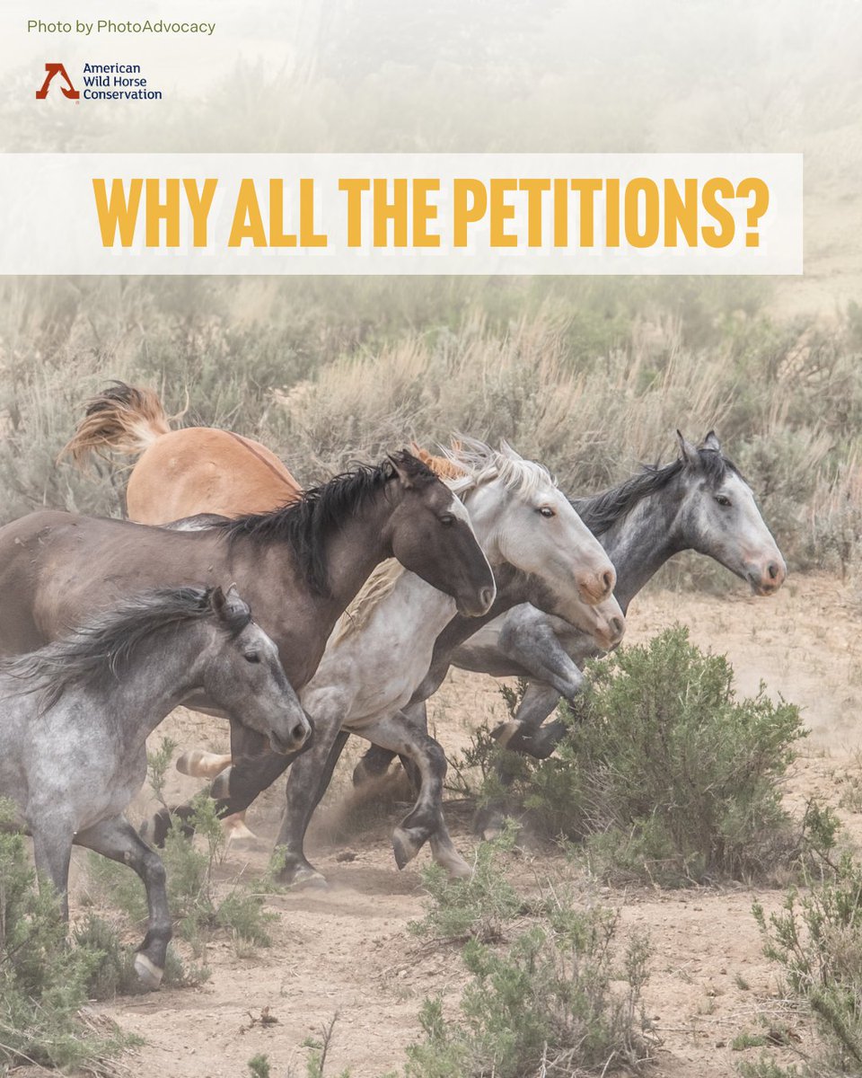 FreeWildHorses's tweet image. ✍️ Why do petitions matter? 📝 Because public pressure shapes laws. The 1971 Wild Free-Roaming Horses and Burros Act passed unanimously after Americans flooded Congress with letters. When we don't raise our voices, laws are shaped without us. Take action!: bit.ly/3ZSldRp