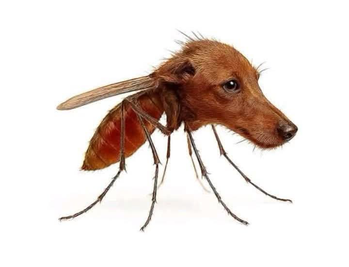 ناموس الليله يعض فالوريد .