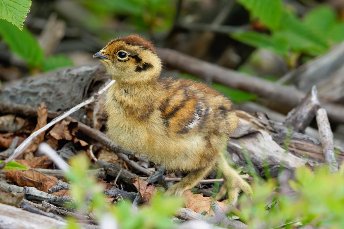 BlurBlurBirds's tweet image. 久々の探鳥はライチョウ撮影!これから子育ての時期になるけど、ヒナちゃんの足のもふもふが見れて、ご満悦です!
#ライチョウ #α1 #SEL300F28GM