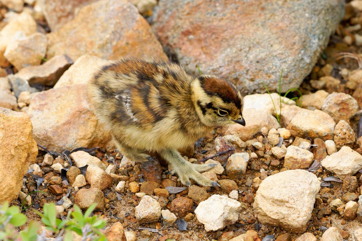 BlurBlurBirds's tweet image. 久々の探鳥はライチョウ撮影!これから子育ての時期になるけど、ヒナちゃんの足のもふもふが見れて、ご満悦です!
#ライチョウ #α1 #SEL300F28GM