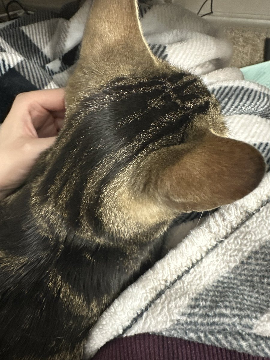 I like to play this game called text people random pics of my cats (who look very similar) and see if they can guess which cat it is. the success rate is not high😂