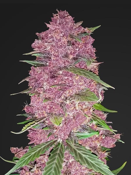 SensibleSeeds's tweet image. PURPLE LEMONADE 🍋
This beauty can reach THC levels of 22%
Created by crossing the triple Zkittlez backcross Z3 and an unknown Ruderalis, this multicolored pot strain takes between 56 – 63 days to flower.
In STOCK NOW Sensibleseeds.com