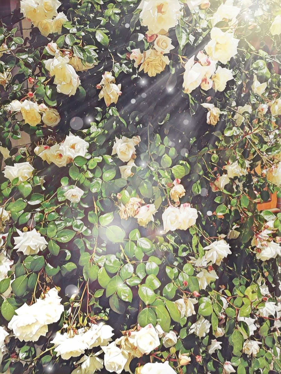 Garten der Rosen...💛

Image by Mikalin