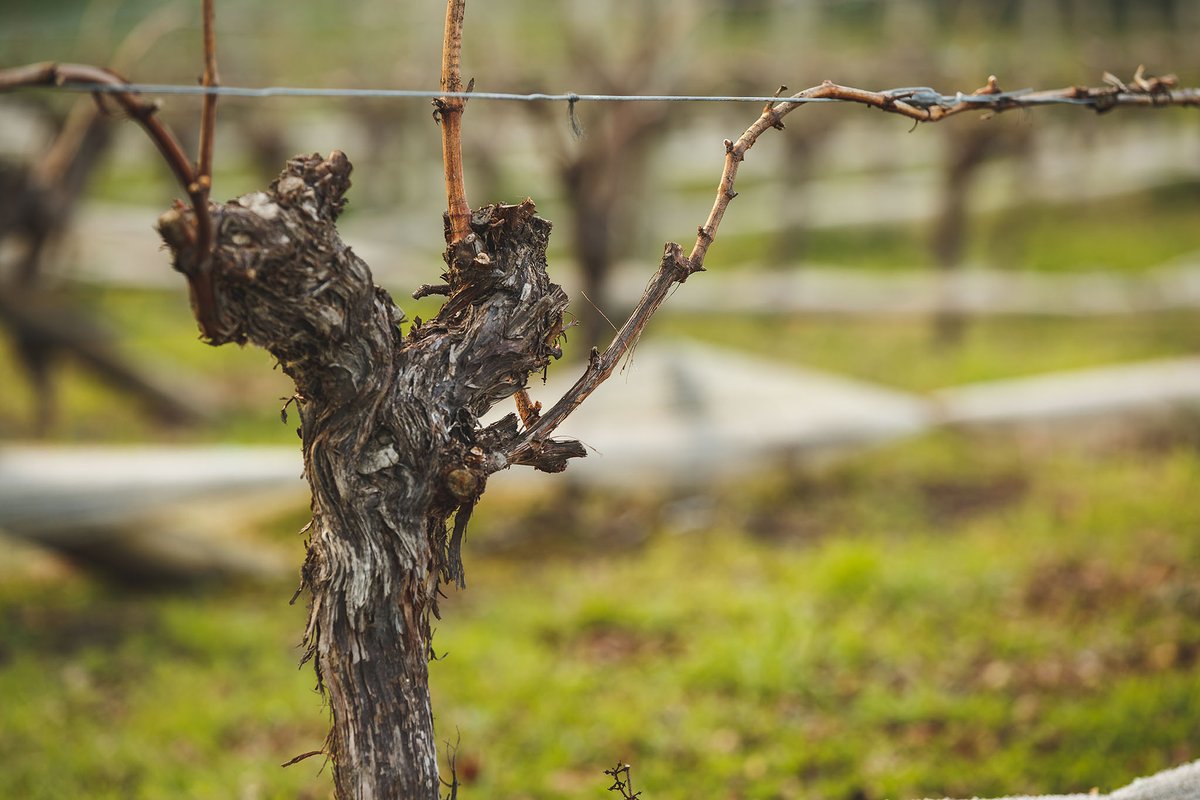 Winter in the vineyard: vines trimmed, pruned and neatly wrapped, ready for spring to roll around 🌱