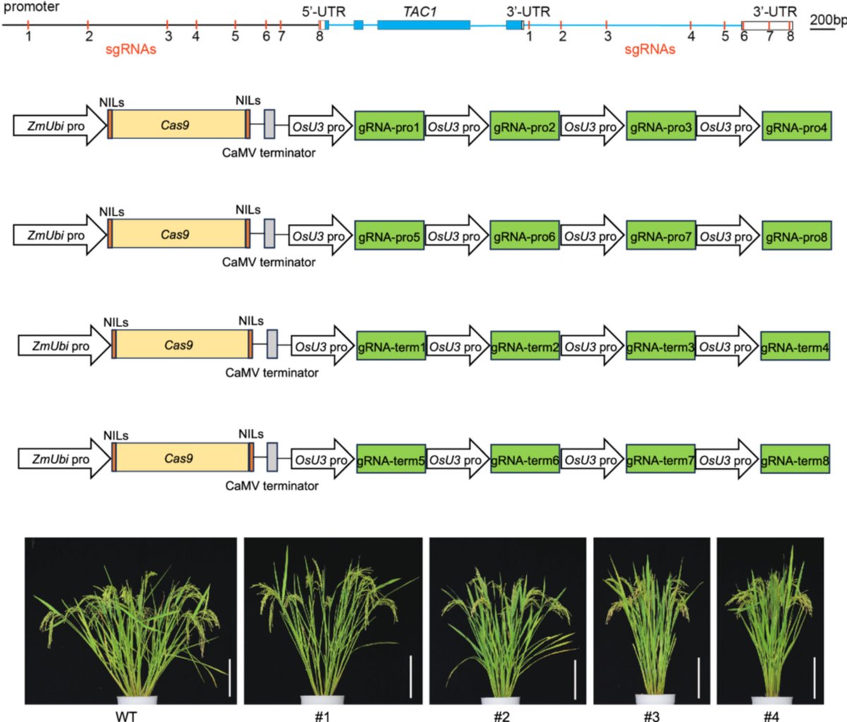 JIPBio's tweet image. Multi-target #gene editing in the TILLER ANGLE CONTROL 1 regulatory region fine-tunes gene expression in #rice, improving architecture for high-density planting in diverse zones.
doi.org/10.1111/jipb.1… @wileyplantsci #PlantSci #JIPB #CropSci