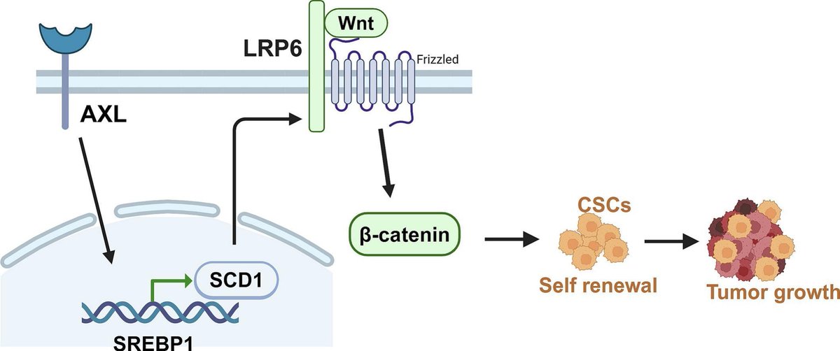 ♻️ Researchers showed that AXL was critical for the self-renewal ability of CSCs.

AXL overexpression obviously promoted the self-renewal ability of CSCs and attenuated NSCLC cells' sensitivity to Osimertinib.

👉 bit.ly/4ndfPSK