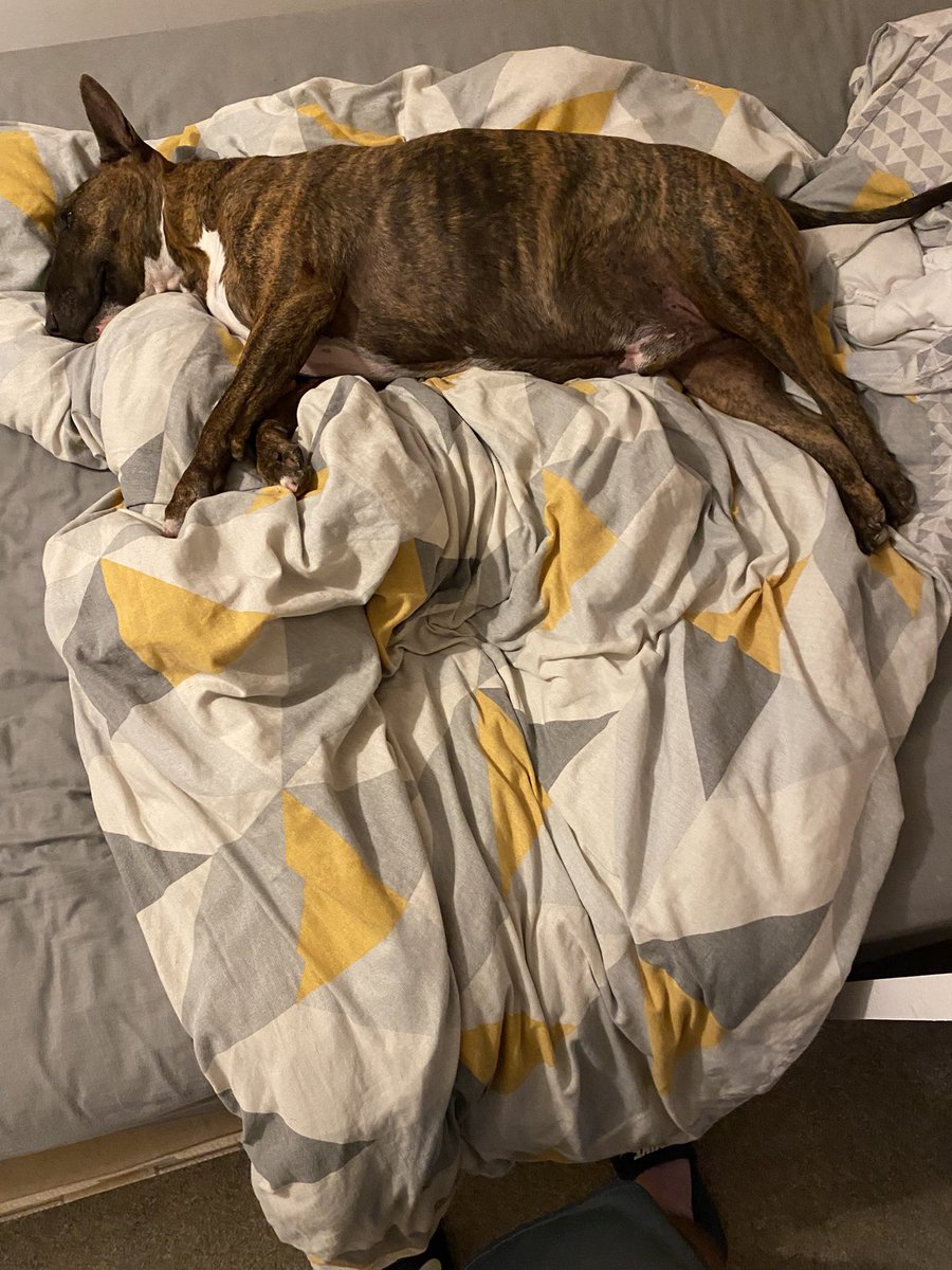 Waste of time making the bed then