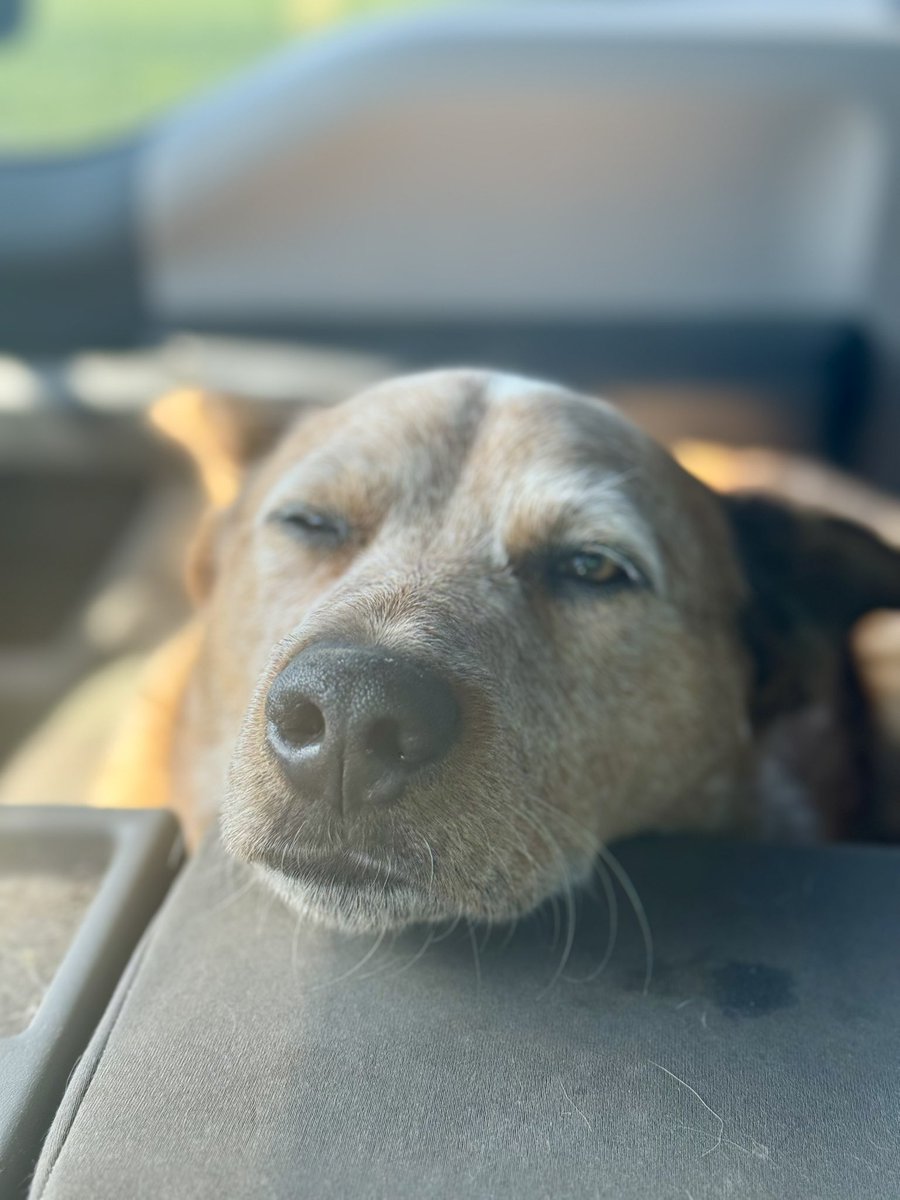 BentgrassWizard's tweet image. Headed home after Tug’s first day back to work this week after battling a pretty nasty respiratory infection. We feel you Tug, we feel you🐶❤️⛳️ @DogsOfTurf @Chatham_Hills