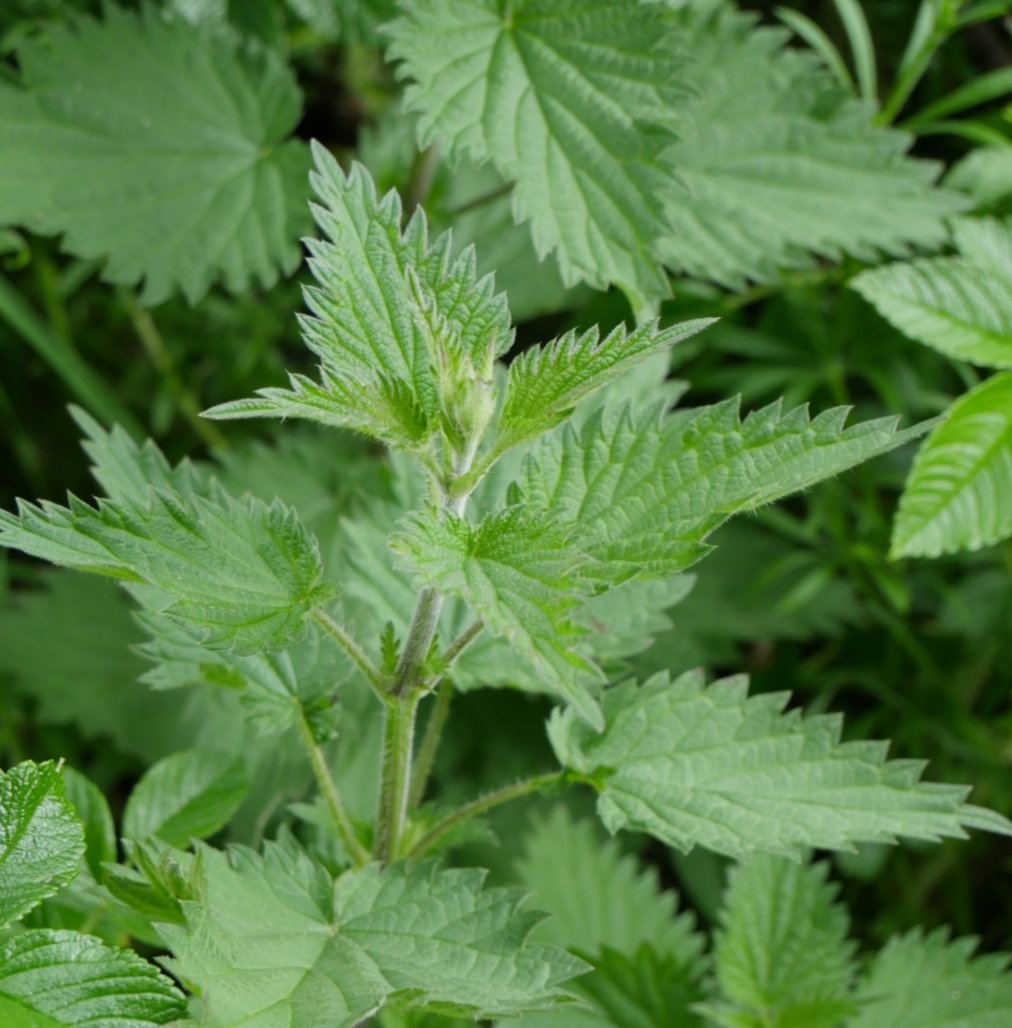 Nettles have long been a symbol of loneliness &amp; desolation but they are, in fact, very healthy for you and grow around and guard the places where fairies live 🧚‍♂️🌿

In Ireland, it was once believed that having three meals of Nettle during the months of April and May would keep