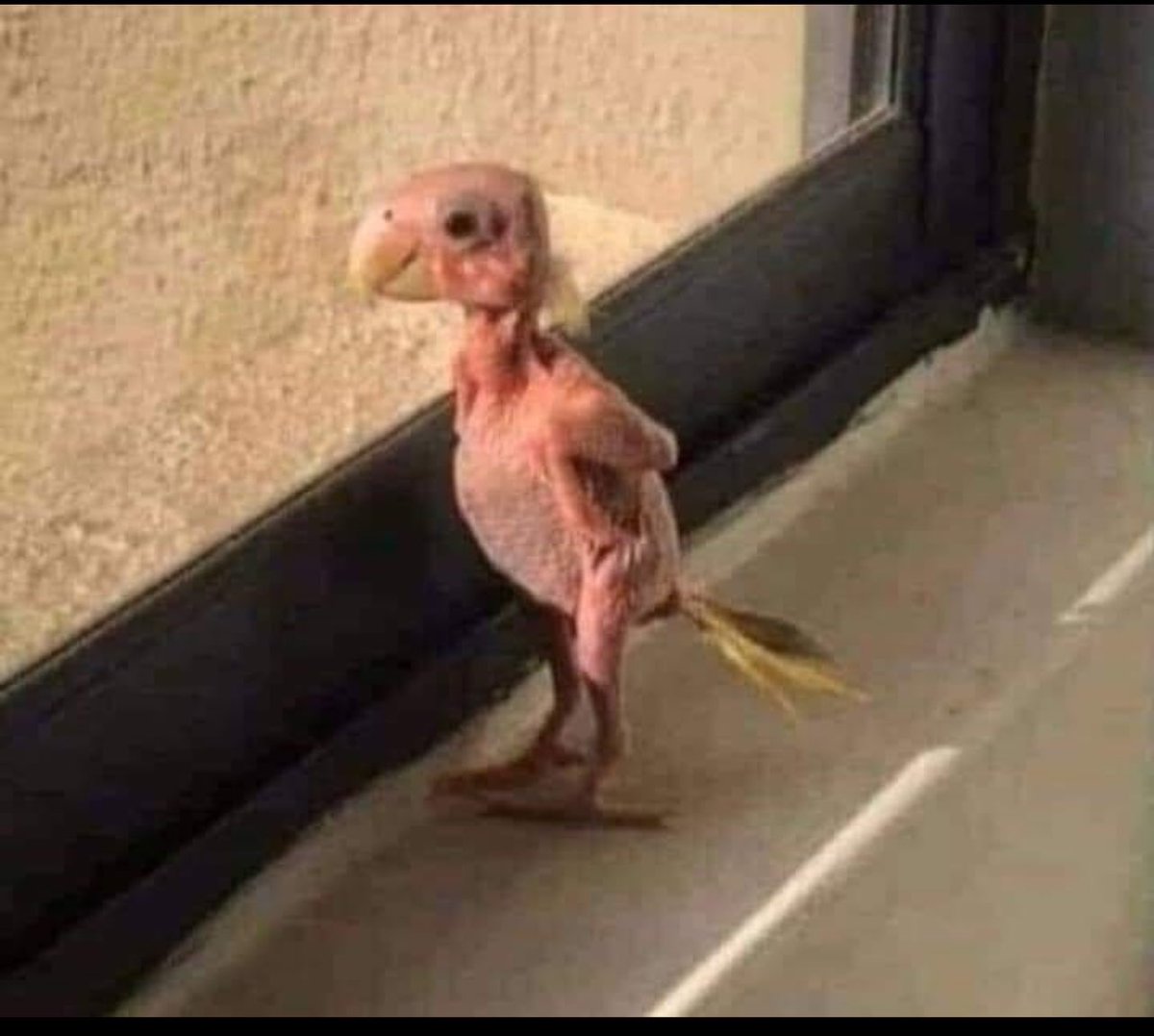 بالساحل السوري                بالجنوب السوري