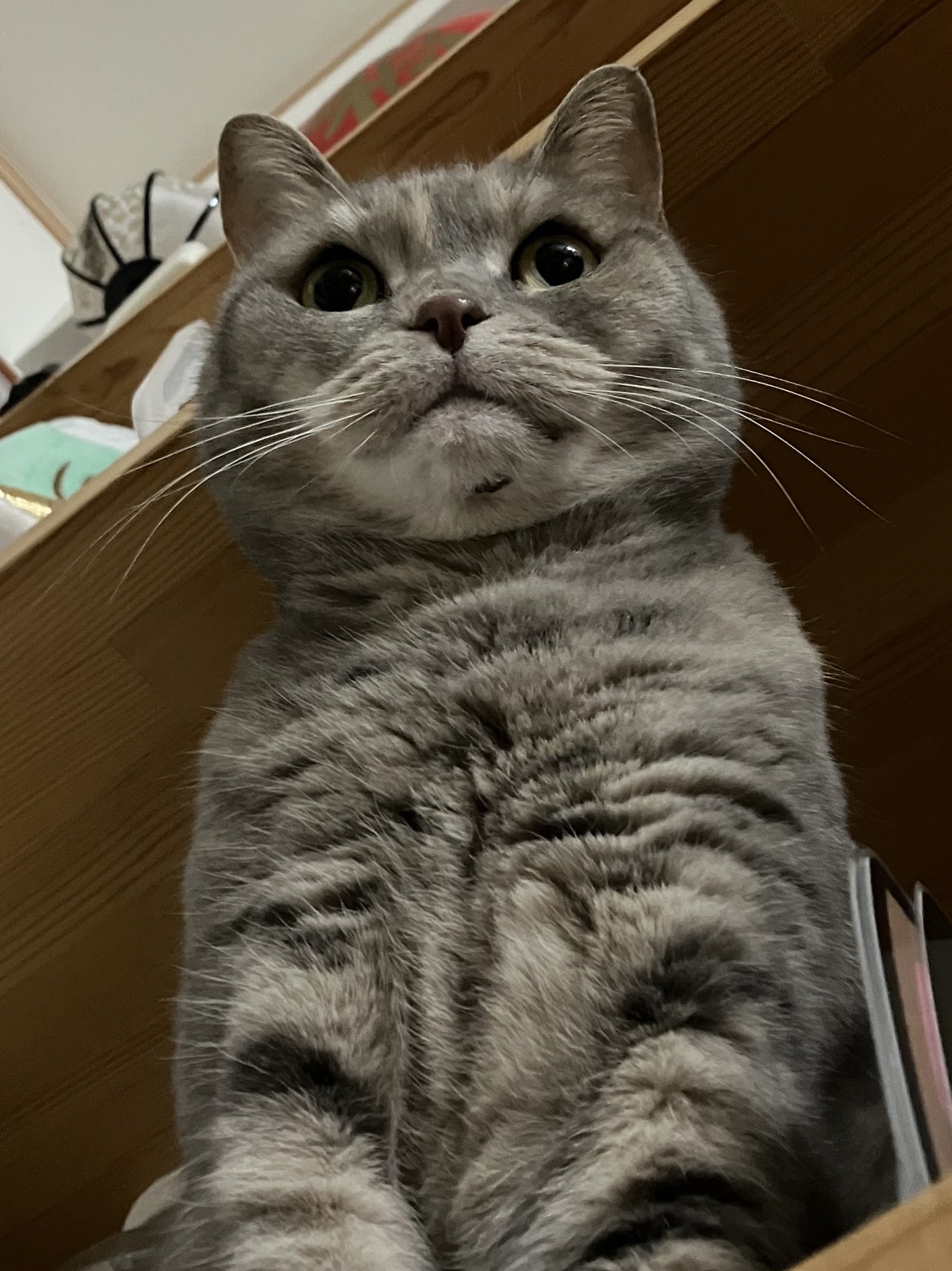グレコ@🐈猫大好き🧡調理好き on X: 