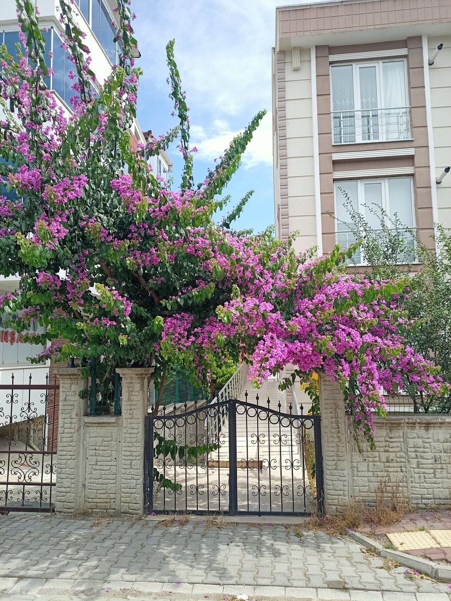 İsa Bey ile İstiklal Mahallesi'nde saha çalışması esnasında rengi ve kokusu ile önümüze çıkan begonvil çiçeklerini selamlarken.

#samsun #atakum #sahaçalışması #istiklalmahallesi #begonvil #begonvilçiçeği #gayrimenkul #emlak #emlakalımsatım