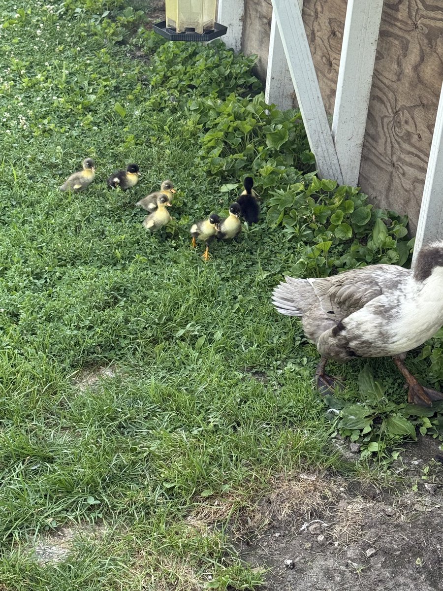 Look what arrived today, new babies on the farm