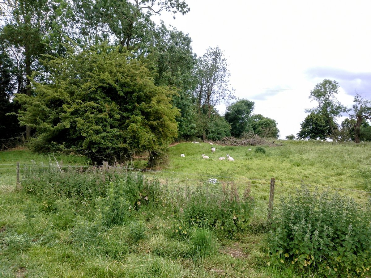 phil0073's tweet photo. #Kettering2Faxton way by #FaxtonLostVillage on #CliffesDale , the site of #CliffesDaleCottage is now covered by the woods seen. #PhilOnaBike #FootpathFriday #BywayFriday #FridayFields #FaxtonFields https://t.co/OwcvEoz9sb