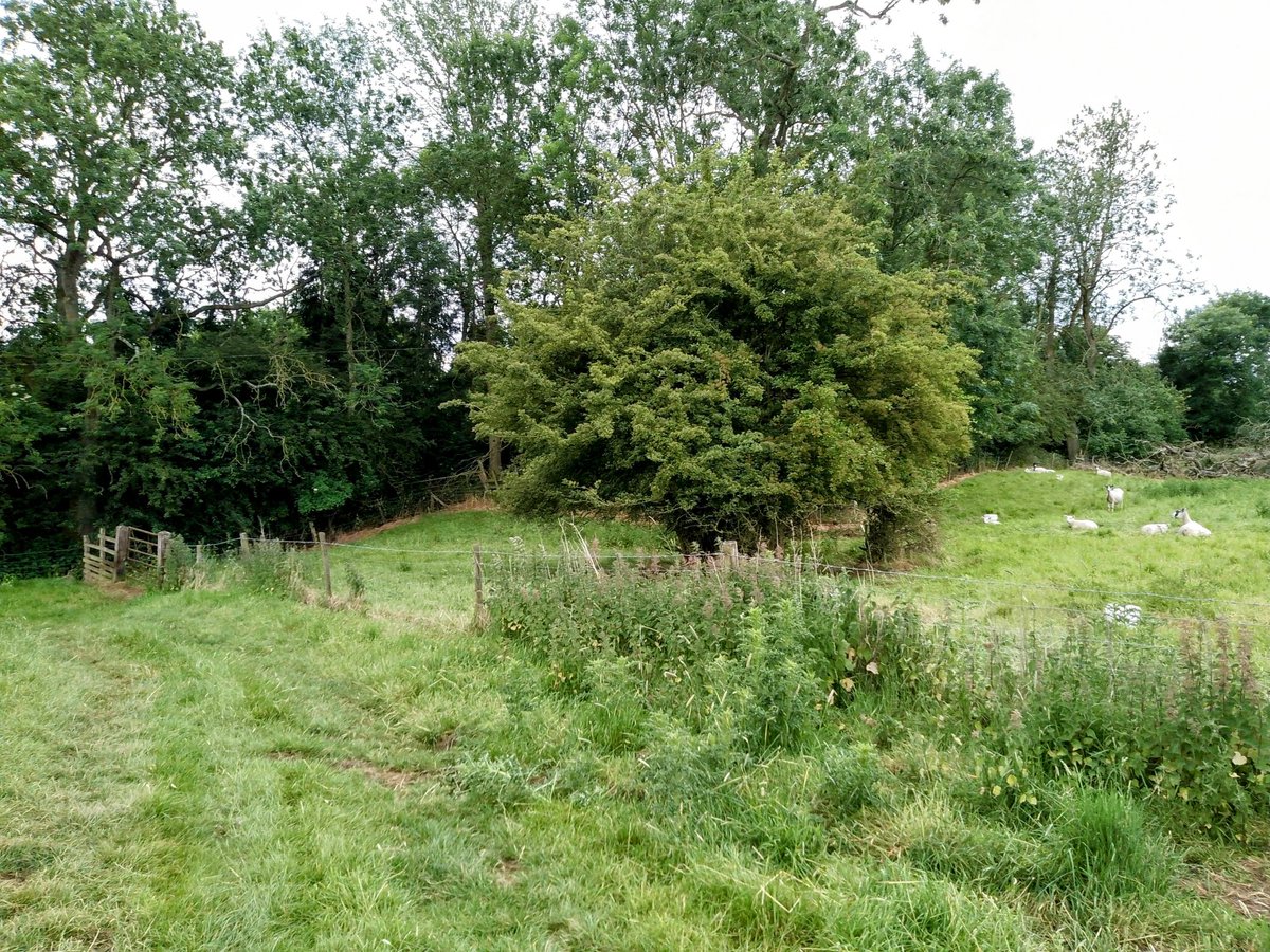 phil0073's tweet photo. #Kettering2Faxton way by #FaxtonLostVillage on #CliffesDale , the site of #CliffesDaleCottage is now covered by the woods seen. #PhilOnaBike #FootpathFriday #BywayFriday #FridayFields #FaxtonFields https://t.co/OwcvEoz9sb